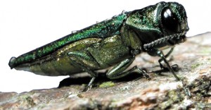 Image of the Emeral Ash Borer