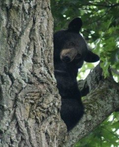 Bear in tree